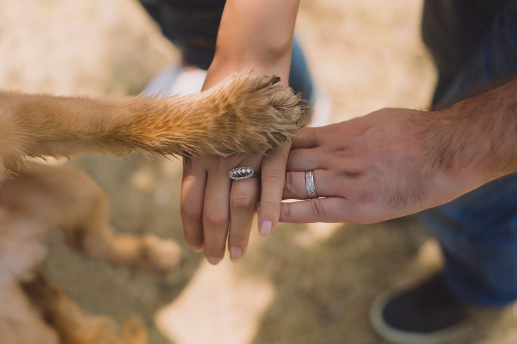 Dog and engagement couples hand
