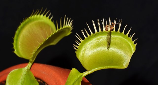 pitfalls of SEO Parameters - an image of a venus flytrap