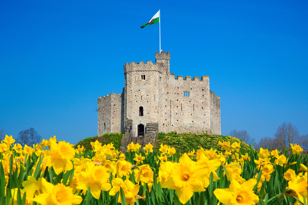 Cardiff Castle daffodils