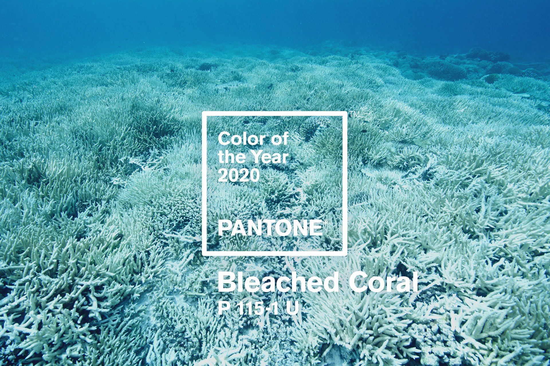 Bleached coral colour of the year