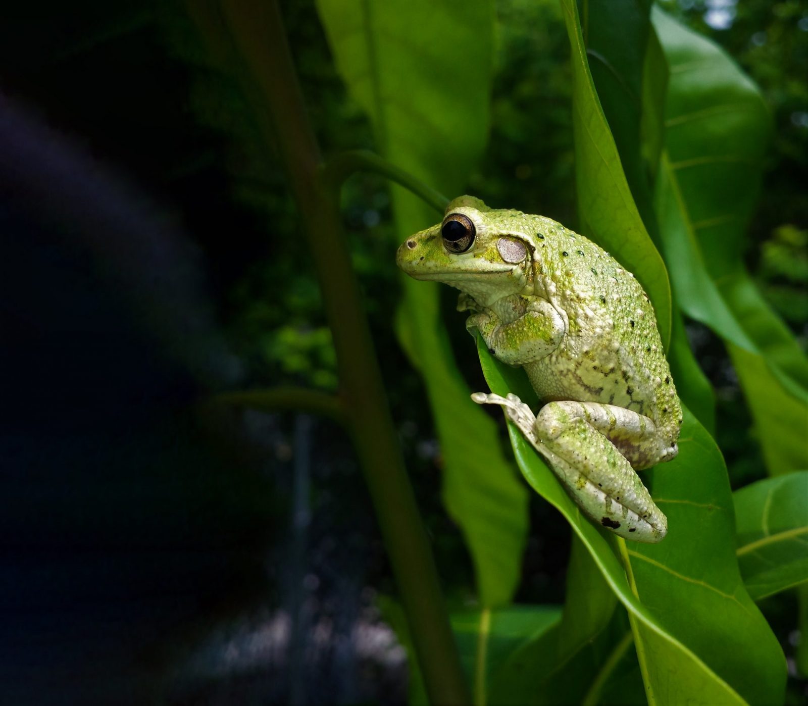 green frog on a leaf