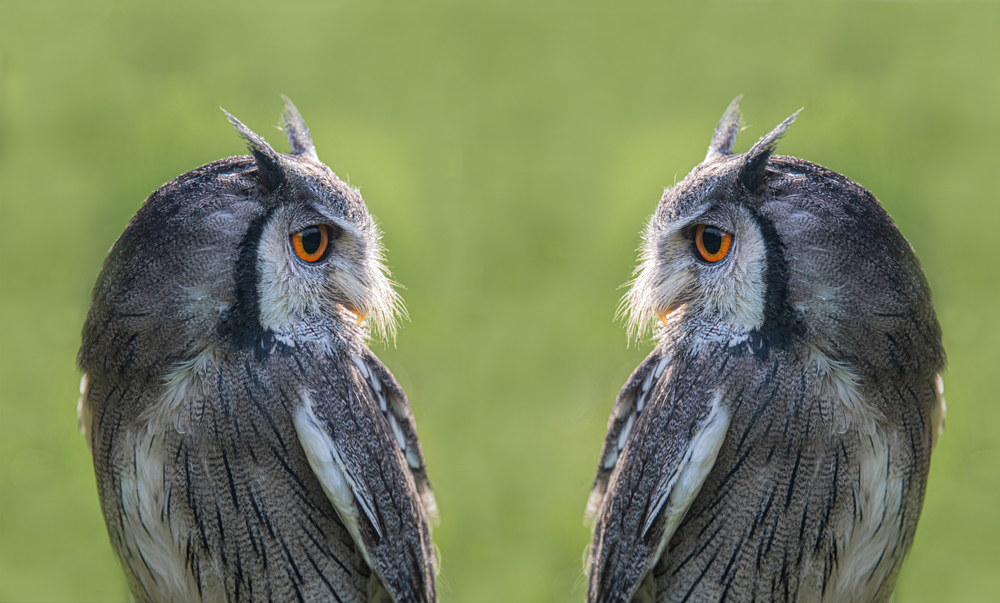 two owls looking at each other